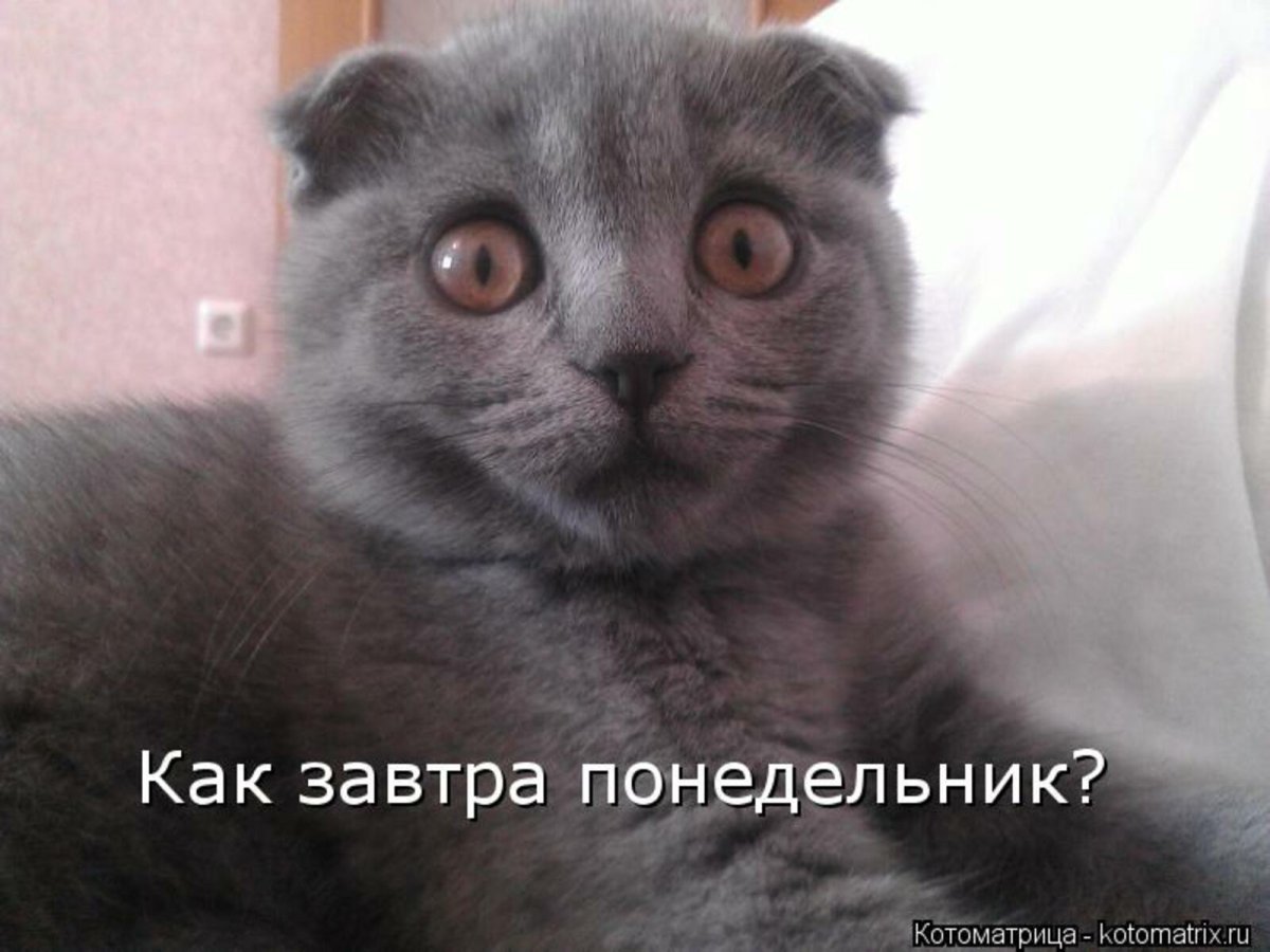Завтра опять понедельник