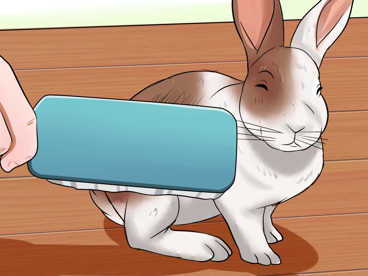 Милый кролик