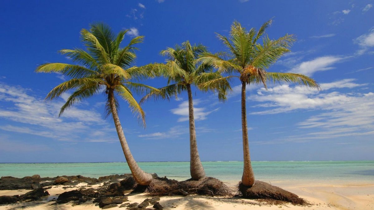 Пальма картинка