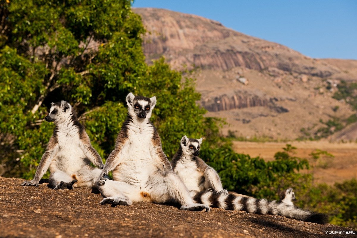 Остров Сокотра животные