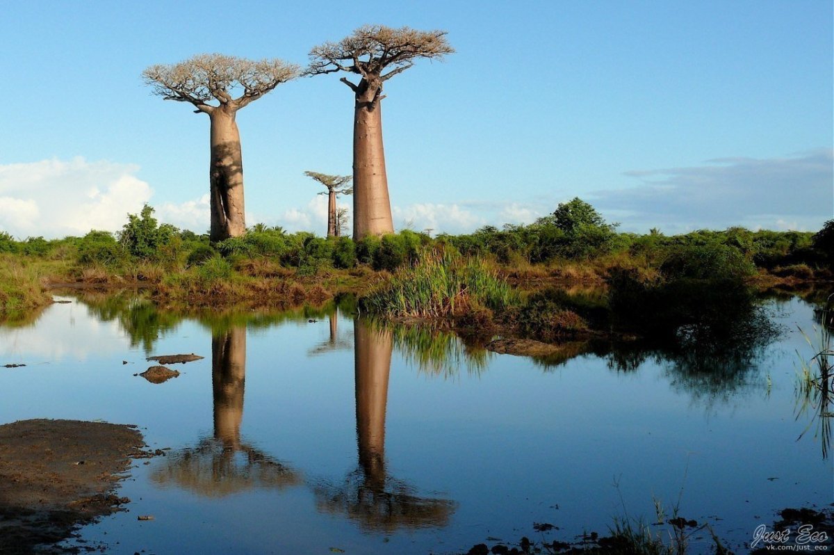 Маврикий баобабы
