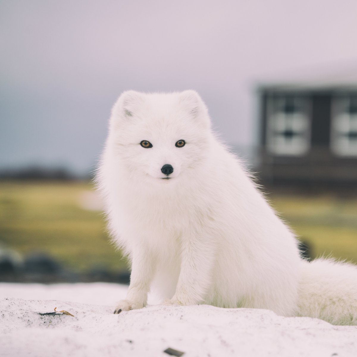 Песец в Магадане