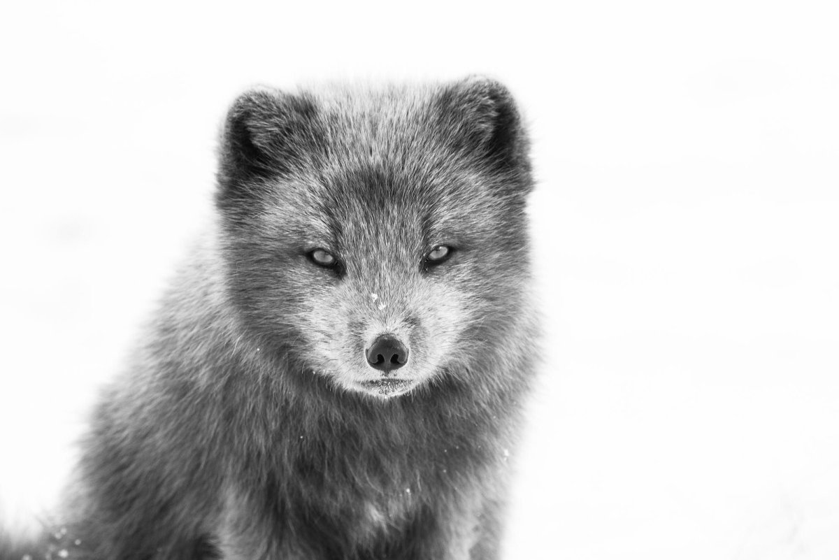 Песец в тундре