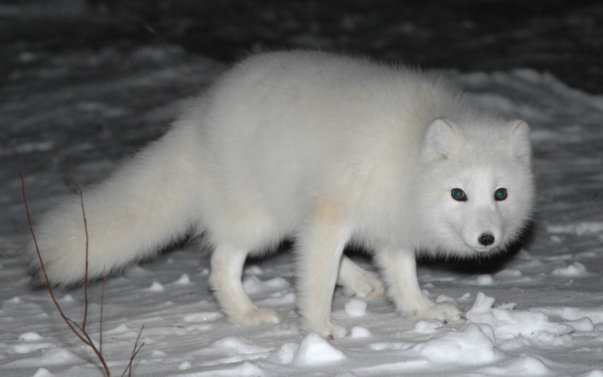 Песец и солнце