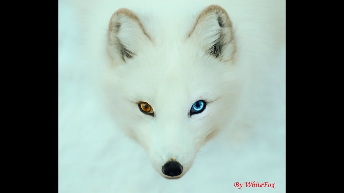 Полярный песец Арктики