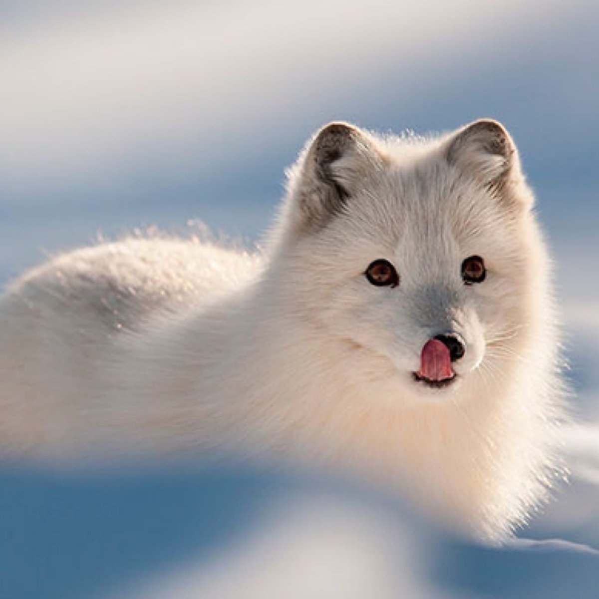 Песец или Полярная лисица