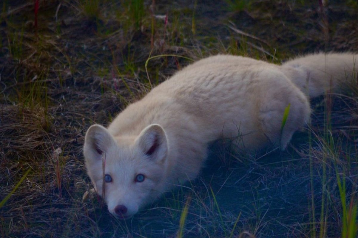 Полный песец.