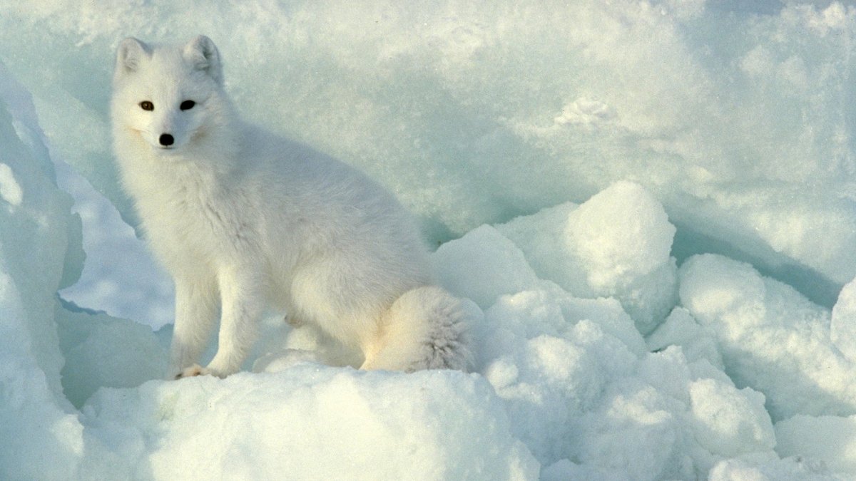 Песцы Аляски