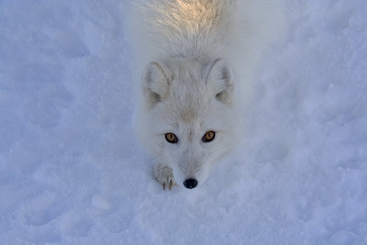 Писец зверь серый