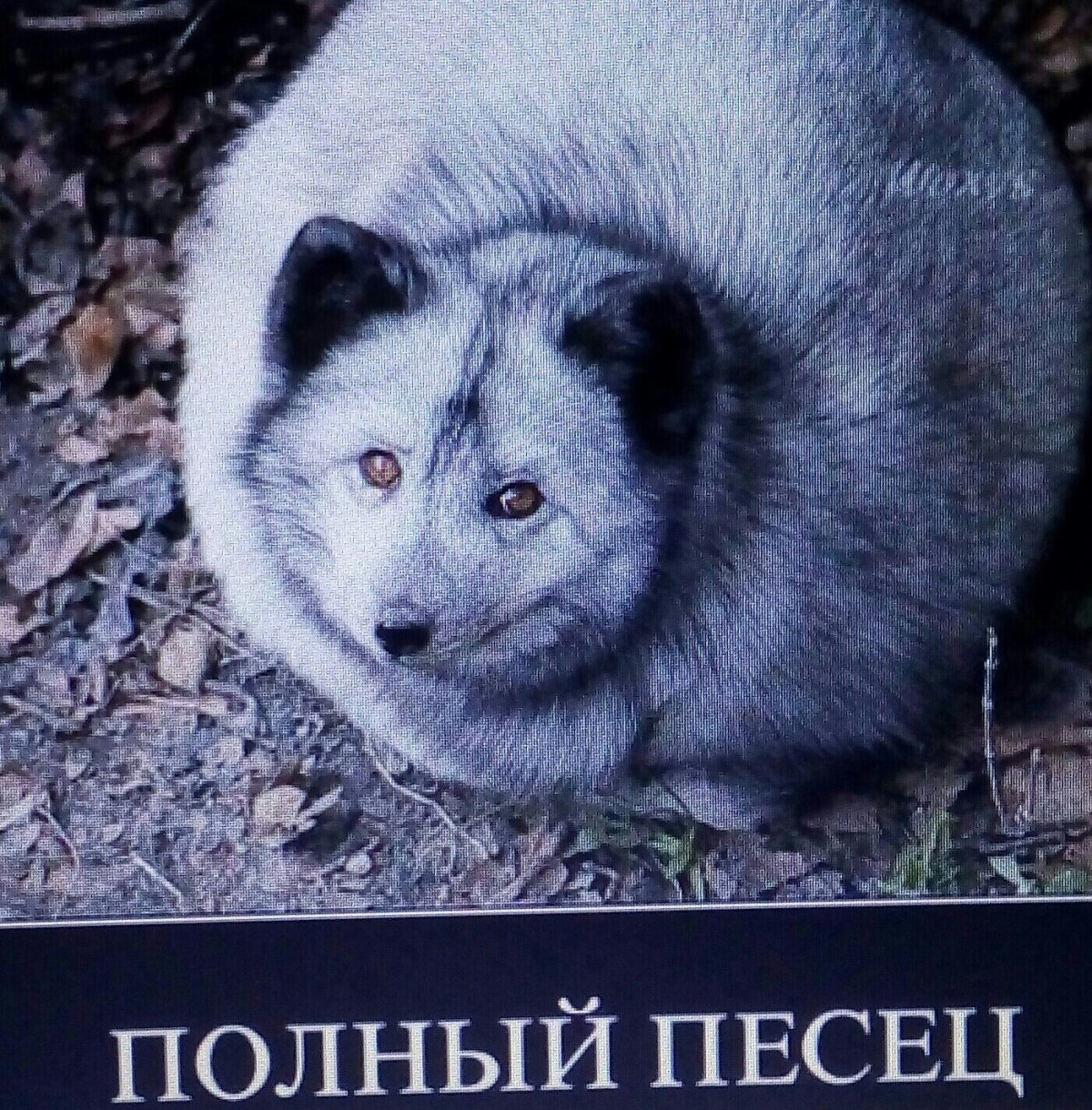 Песец демотиваторы