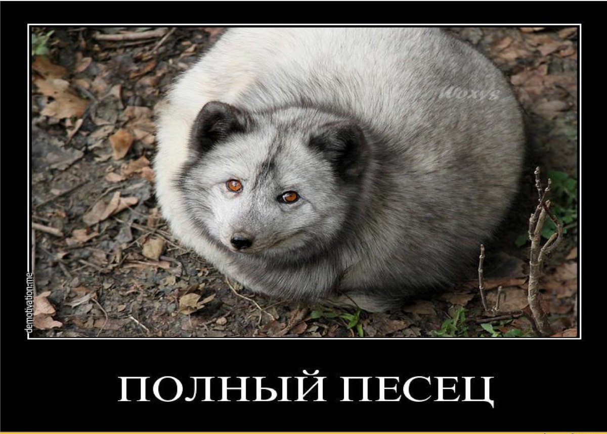 Несколько песцов лежат рядом