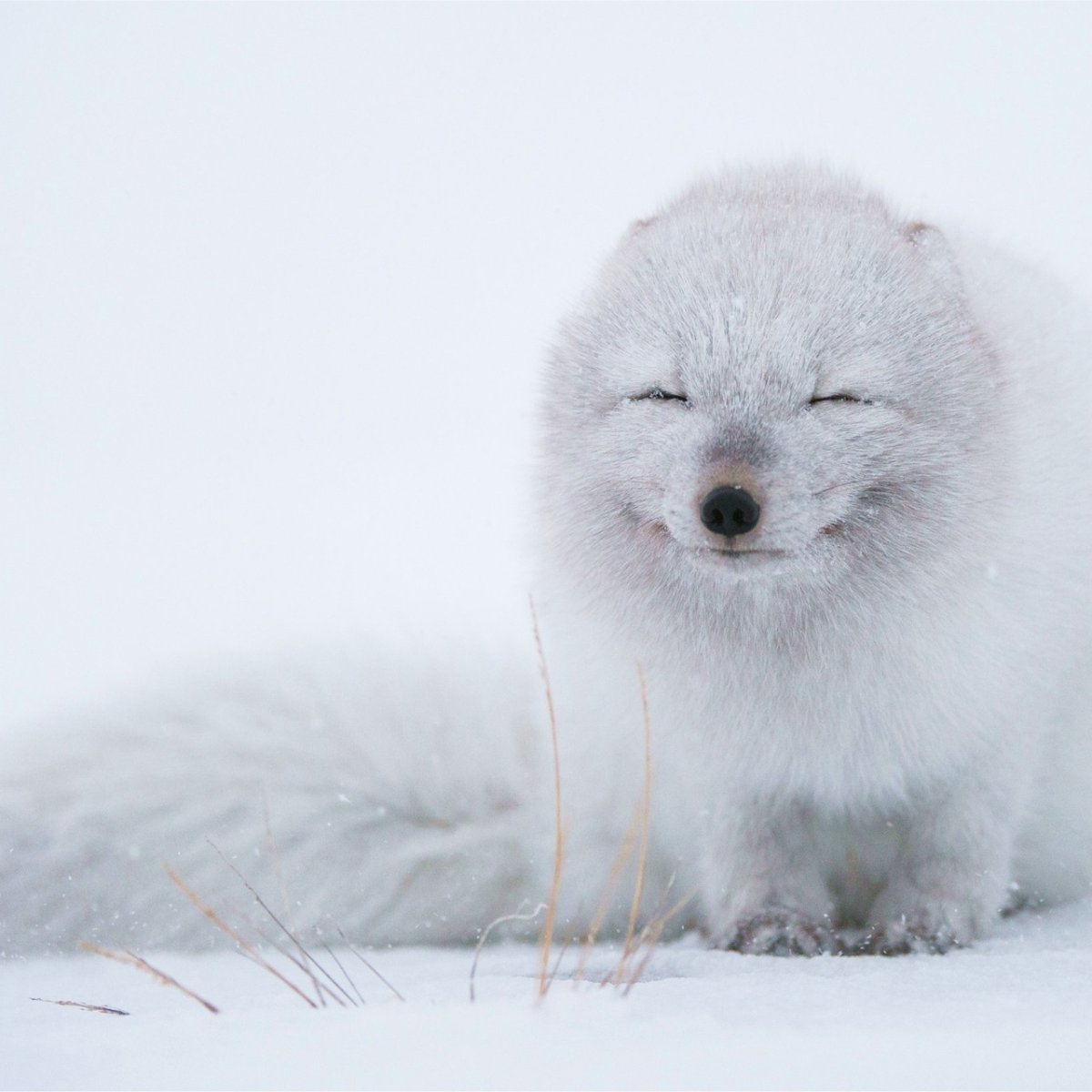 Северная лиса