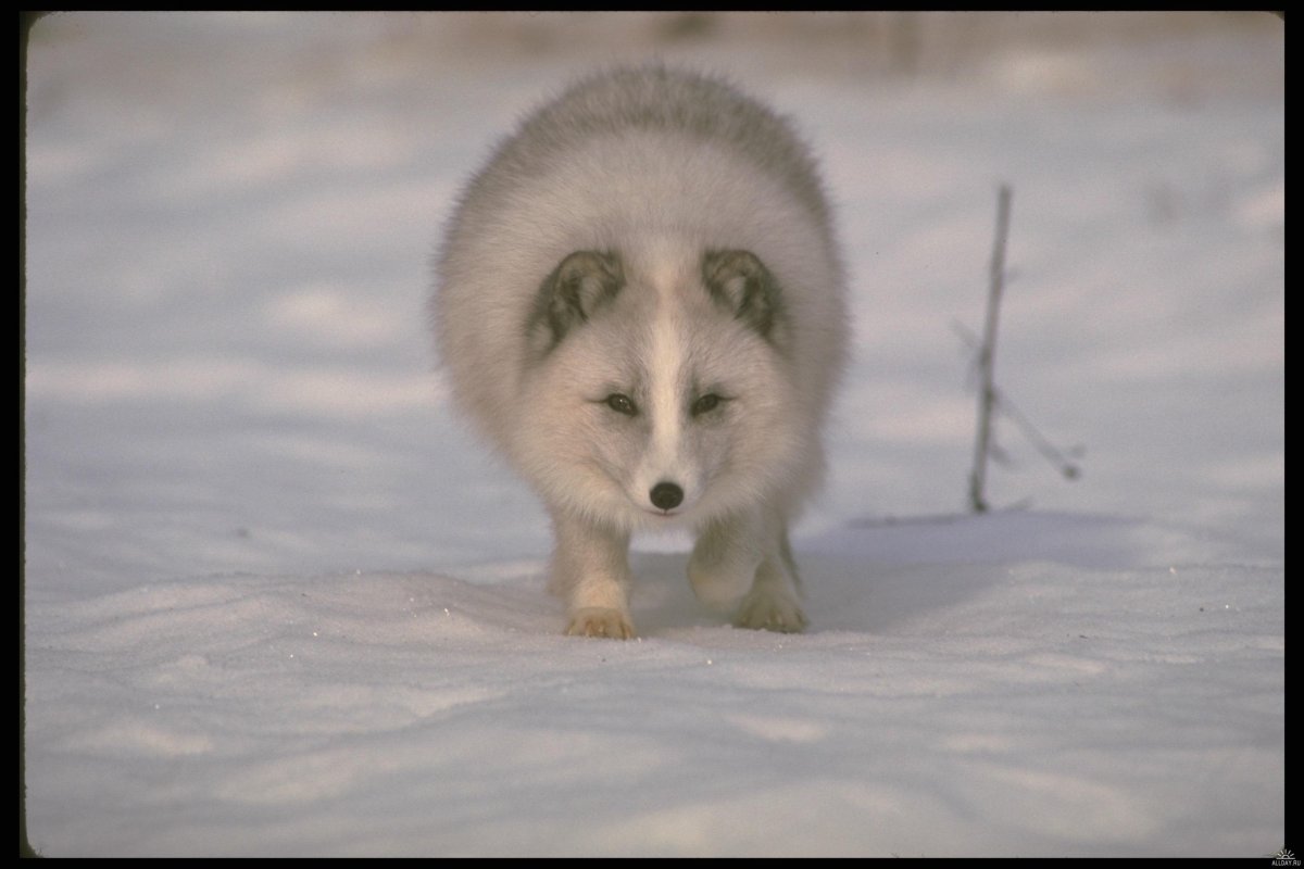Песец фото животного летом