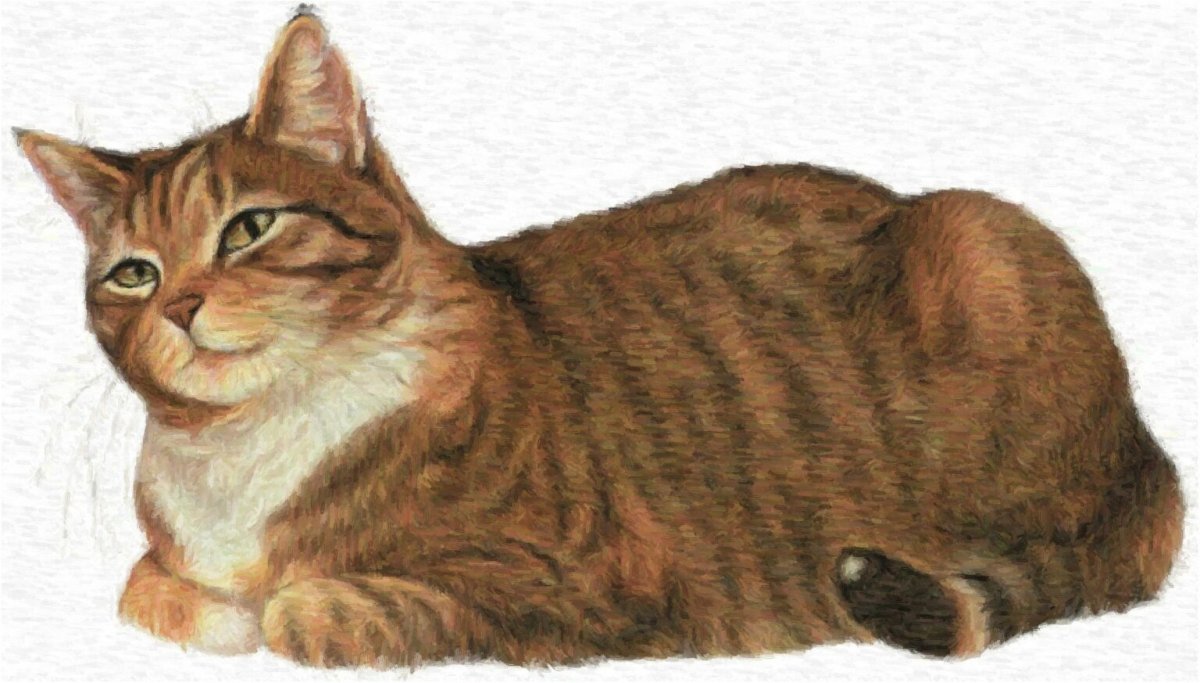 Изображение кошки для детей