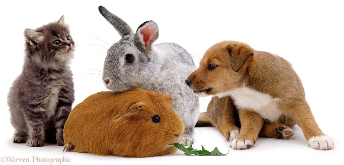 Домашние животные вместе