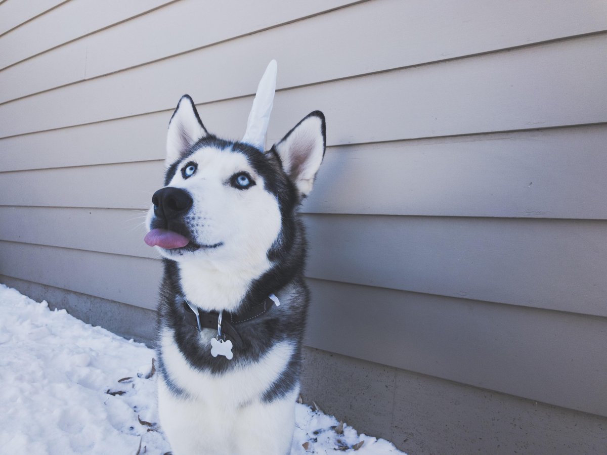 УГАРНЫЙ хаски