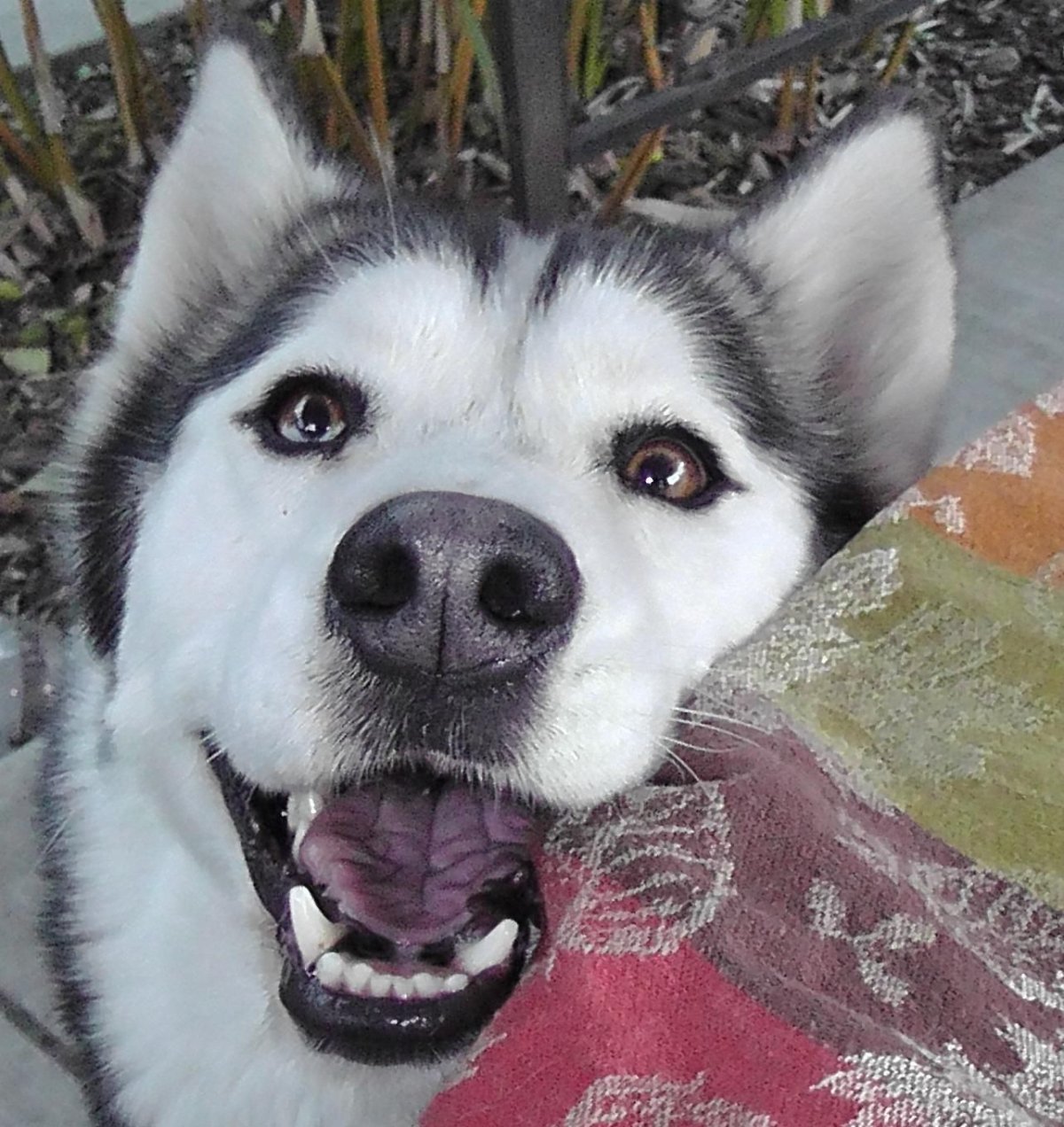 Усики у хаски