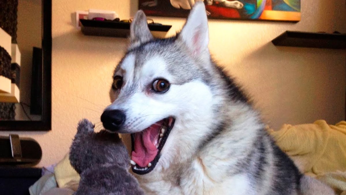 Мем собака хаски хаски