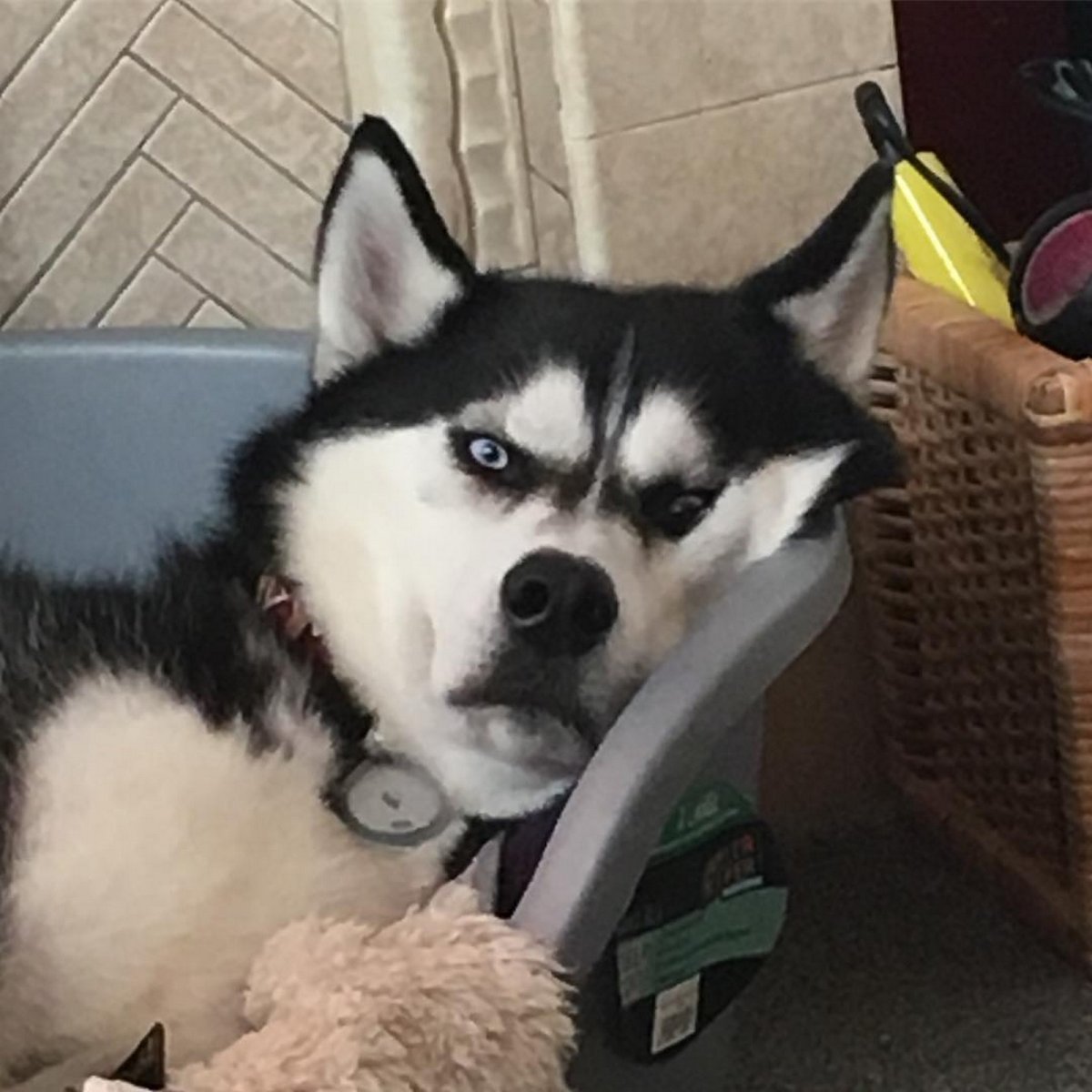 Глупый хаски