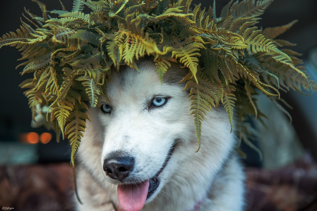Хаски с оленьими рожками