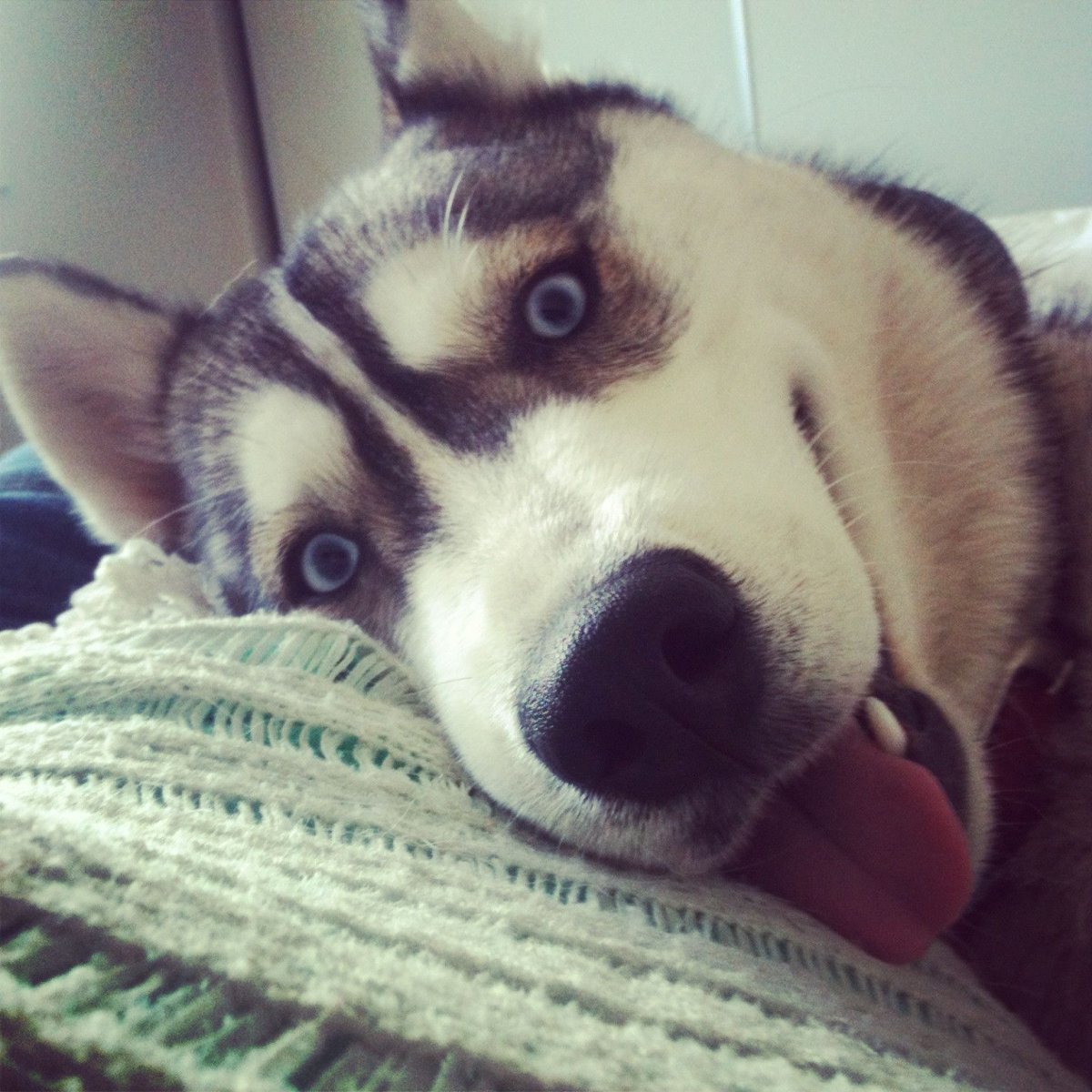 Испуганная хаски