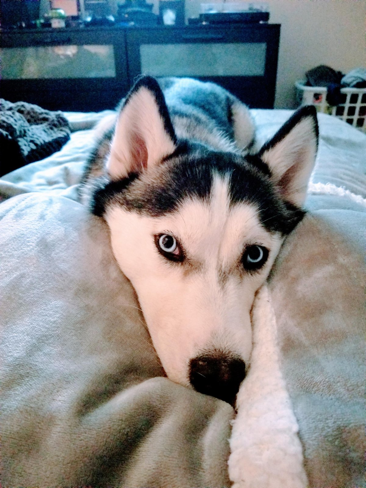 Хаски машет лапой