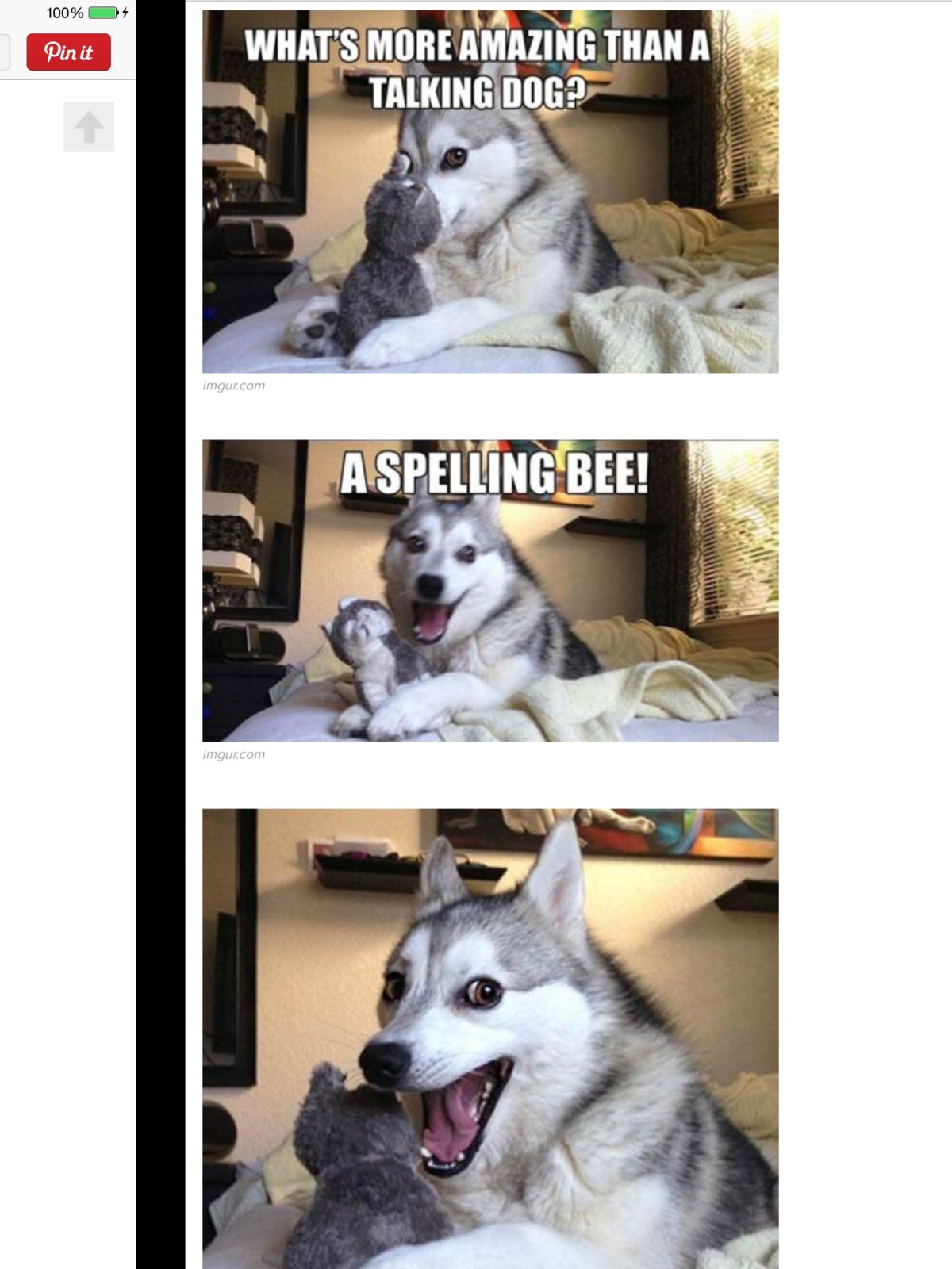 Хаски грусть