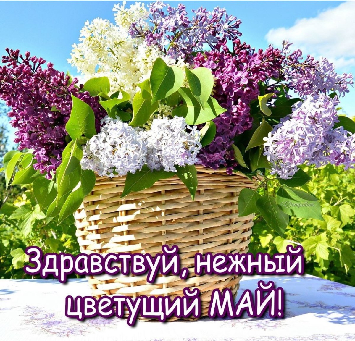 С добрым солнечным утром