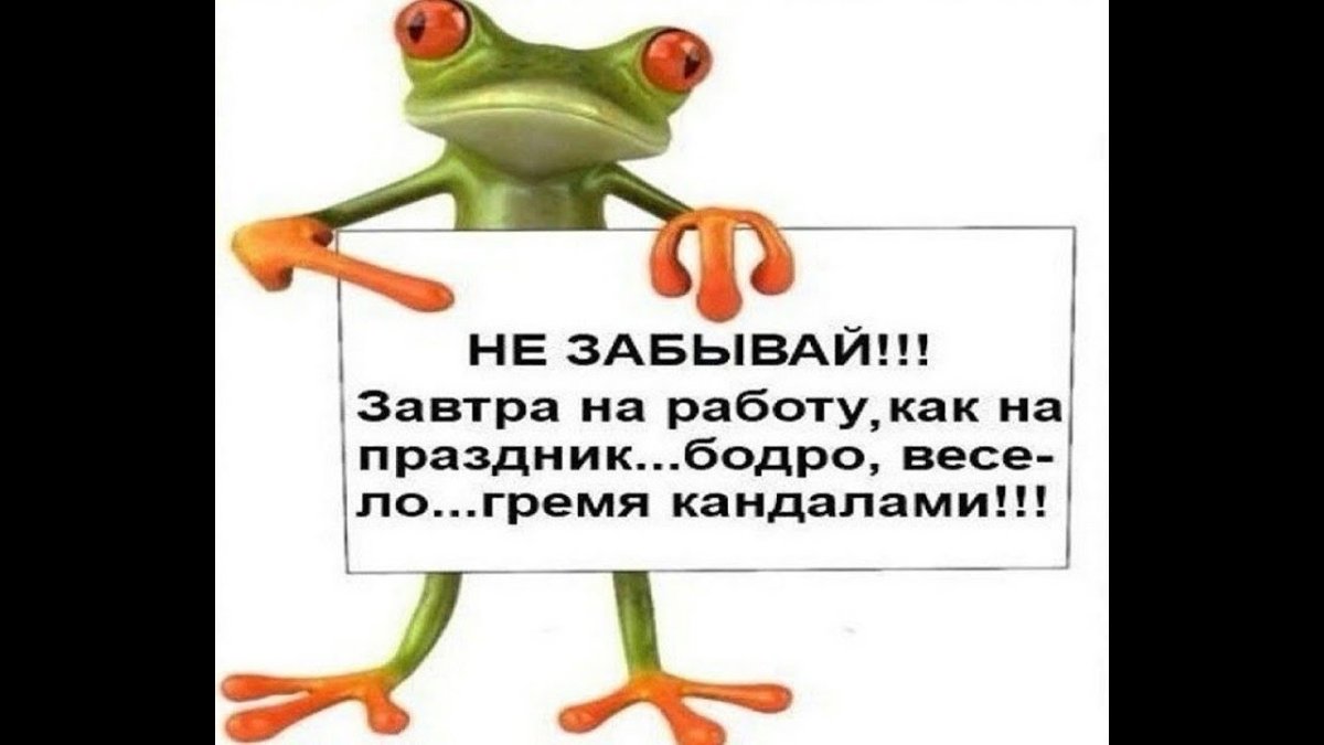 Коты на поводке