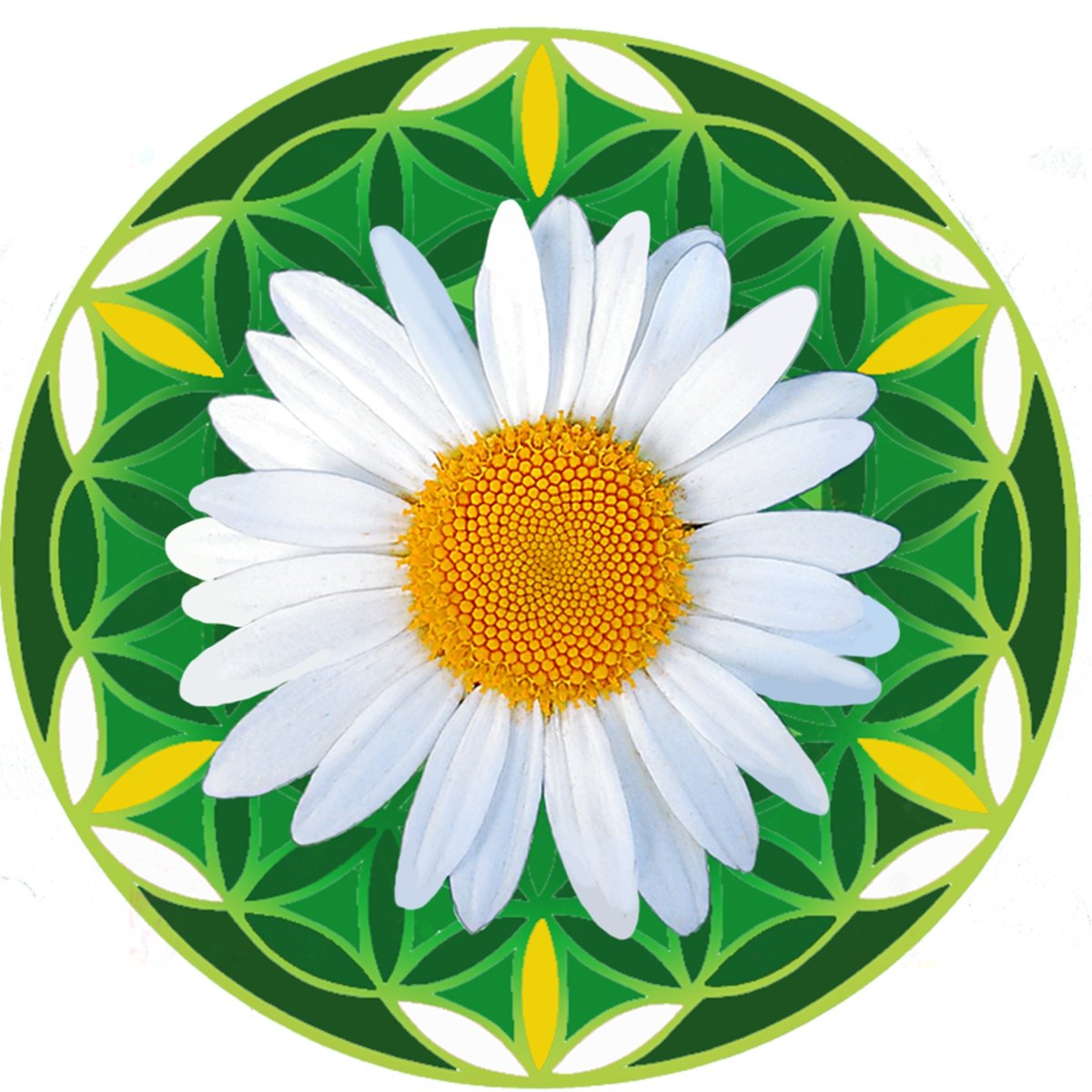 Группа Ромашка в детском саду