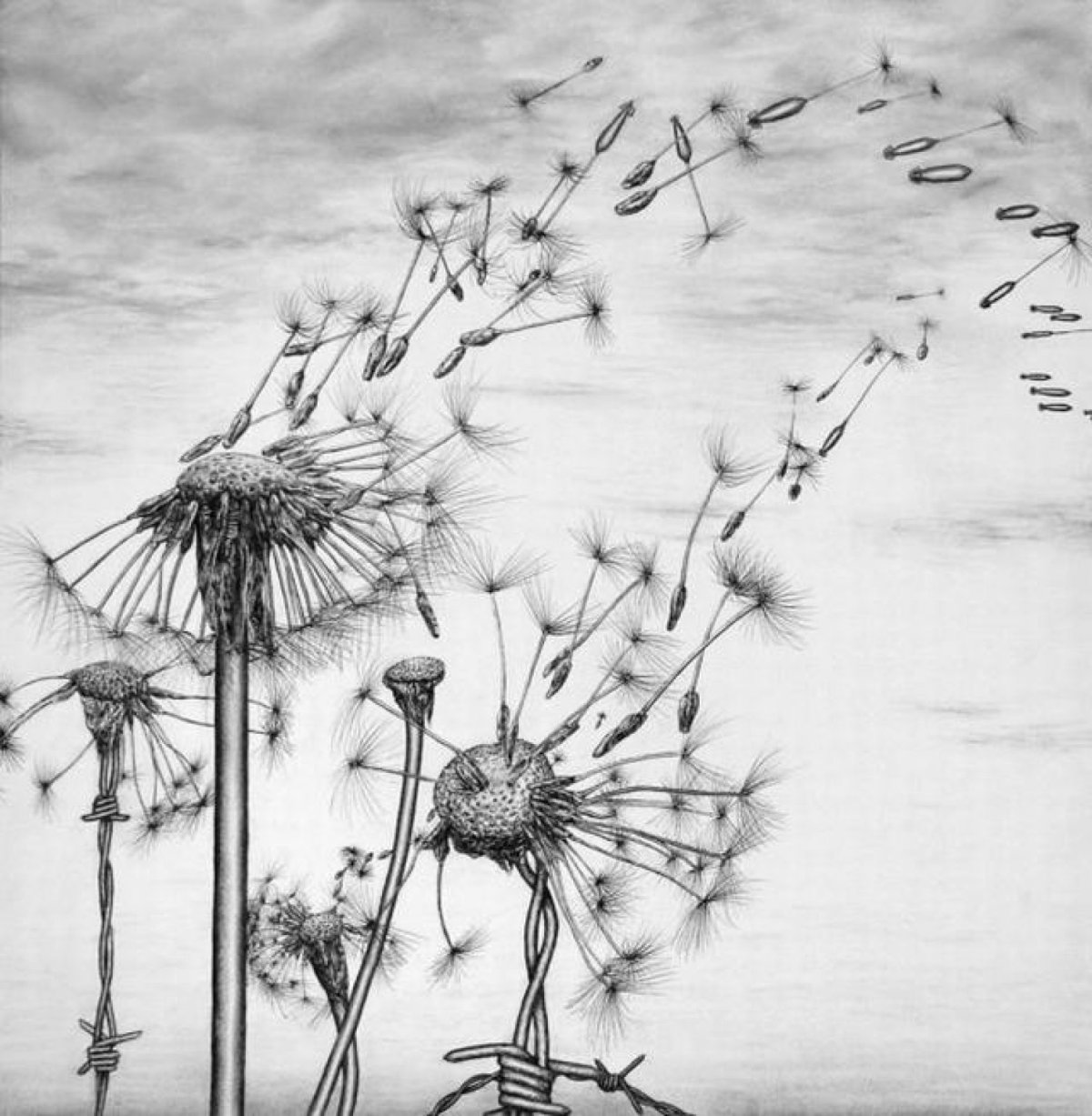 Одуванчик тушью