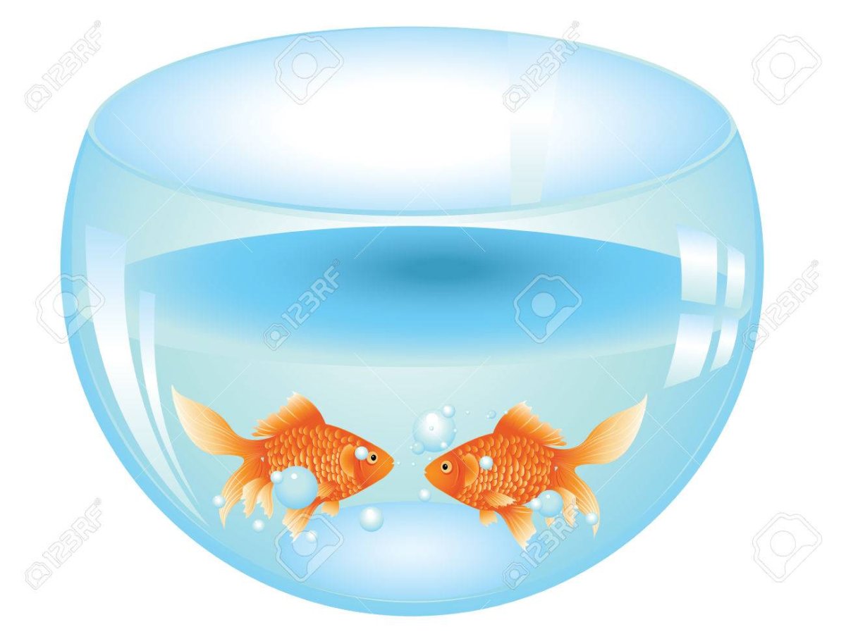 Рыбки в аквариуме вид сверху