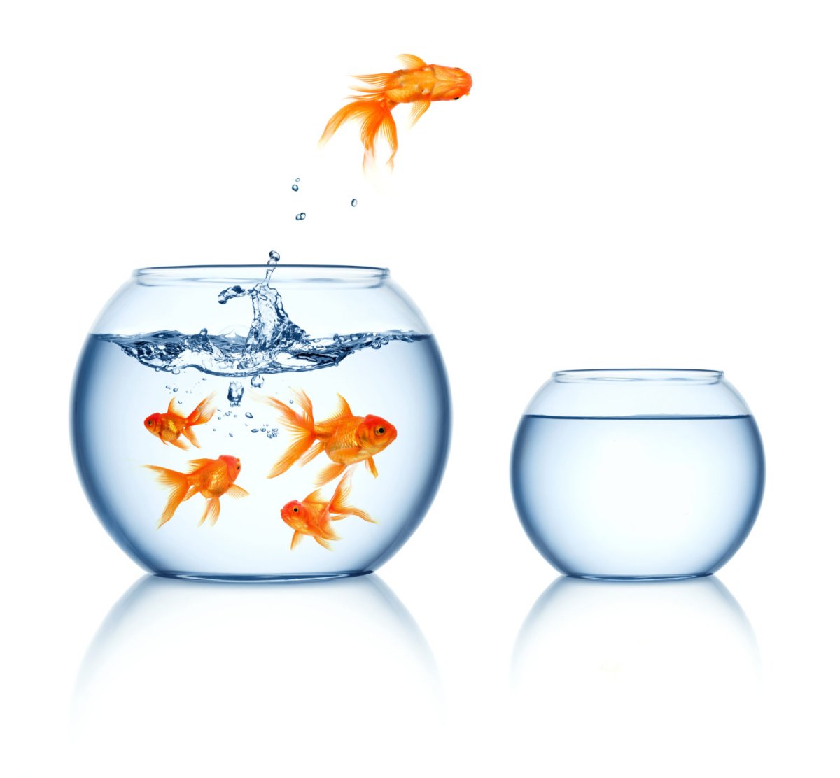 Водоросли для золотых рыбок