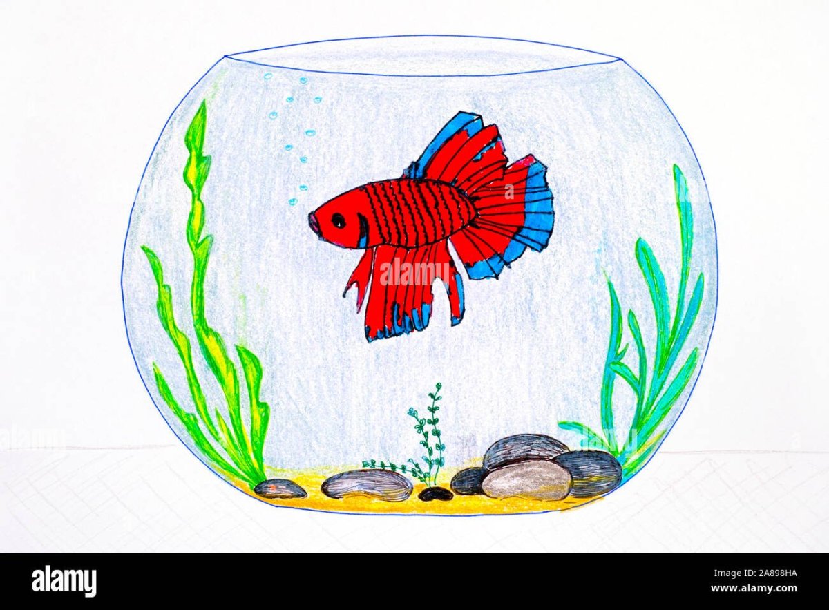 Золотая рыбка в аквариуме