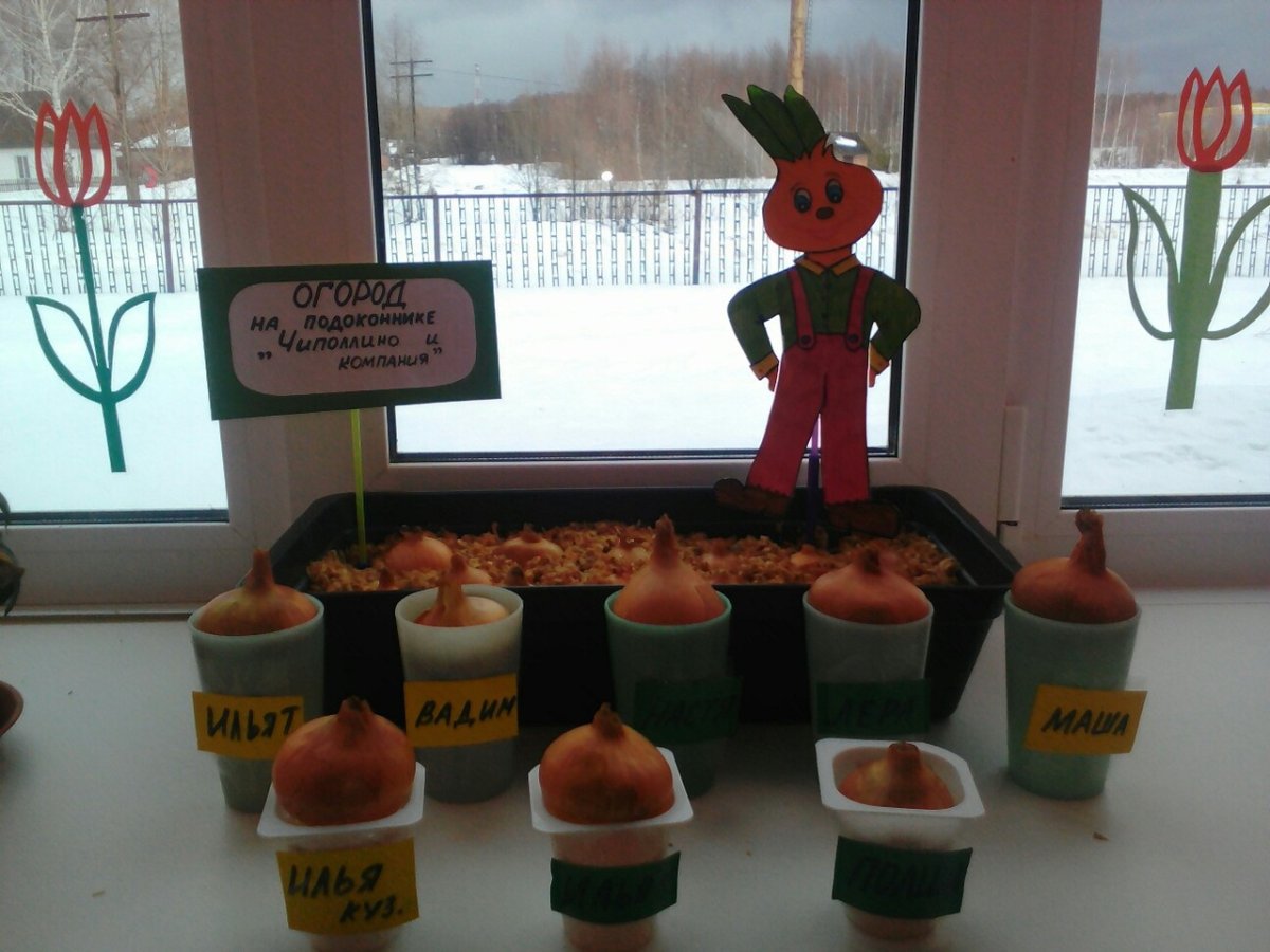 Огород на подоконнике сад Чиполлино