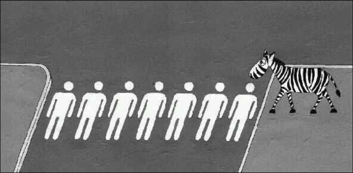 Зебра на дороге прикол