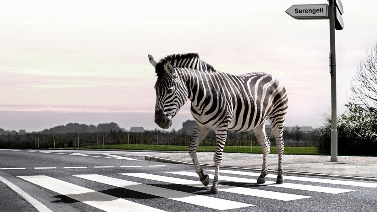 Зебра пешеход