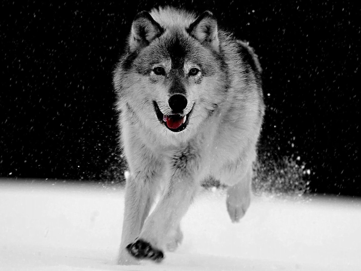 Волки обои на айфон