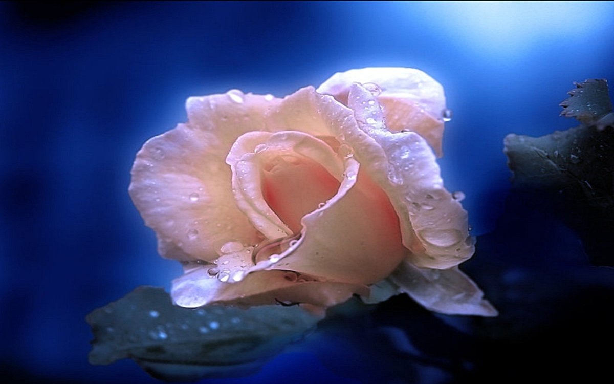 Ласки нежности