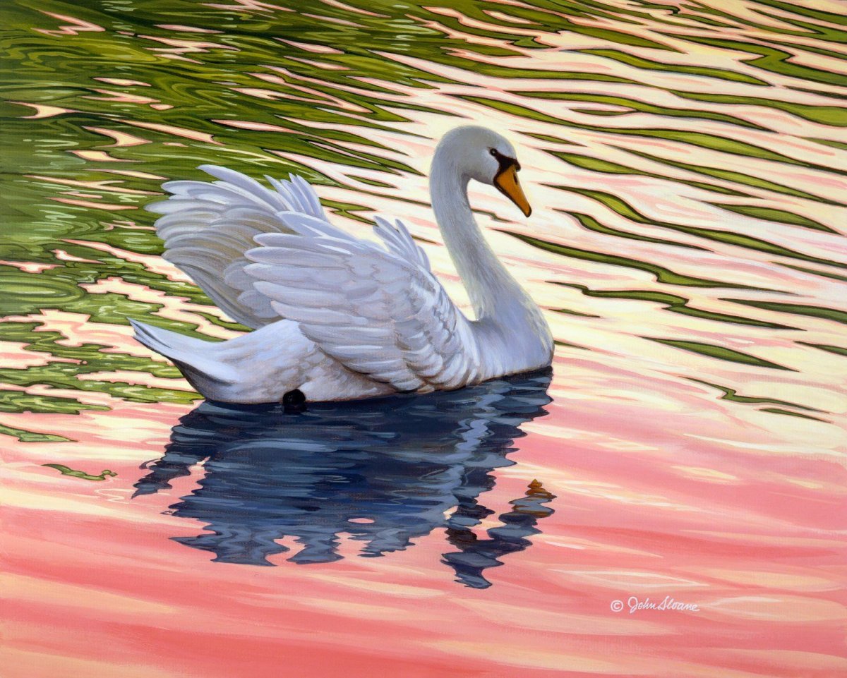 Красивая птица лебедь рисунок