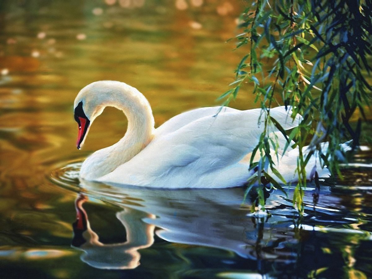 Красивая природа с лебедями