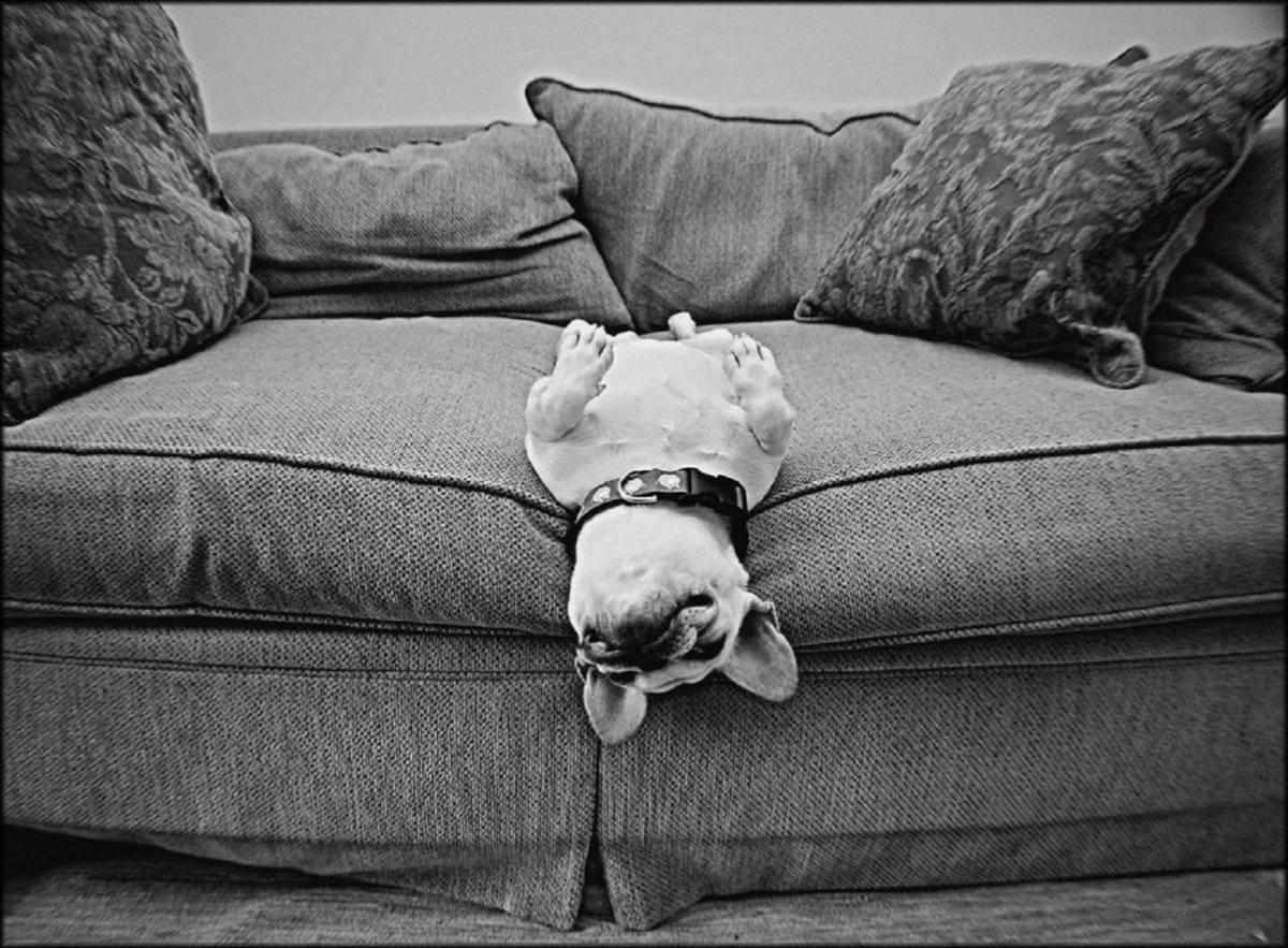 Бульдог на диване