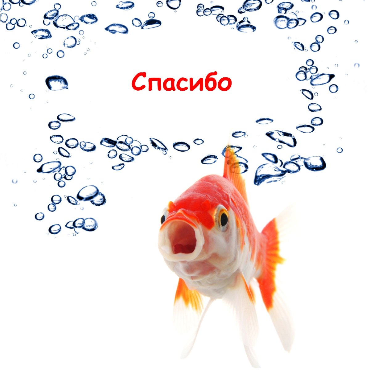 Спасибо за рыбку