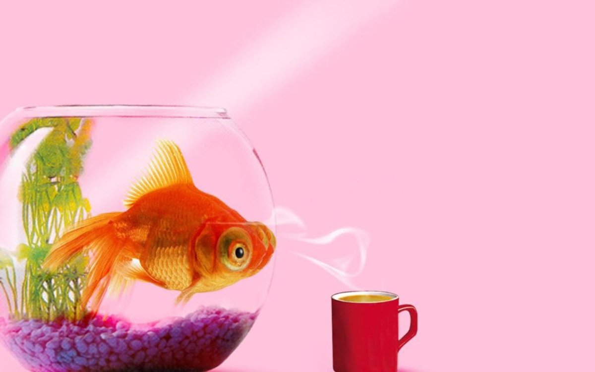 Золотая рыбка в аквариуме