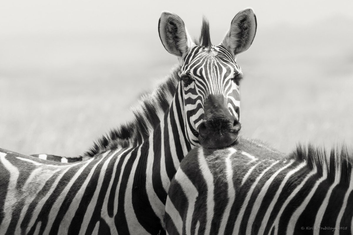 Зебра крупно