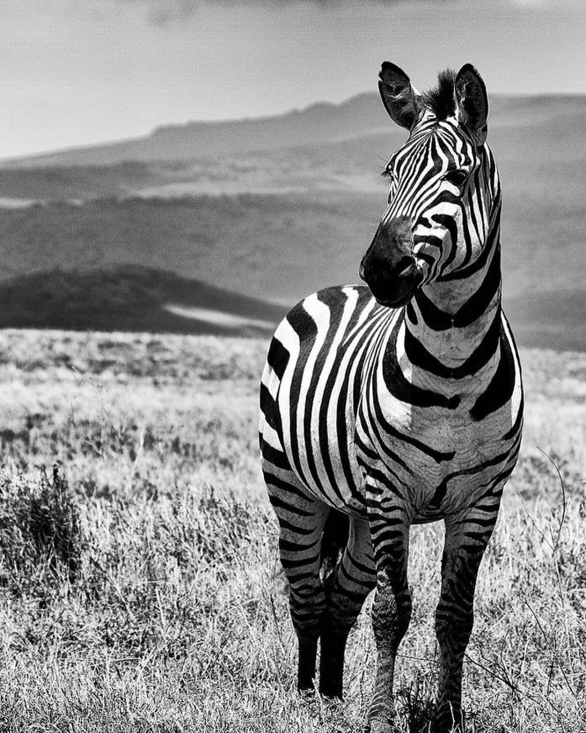 Зебра черная в белую