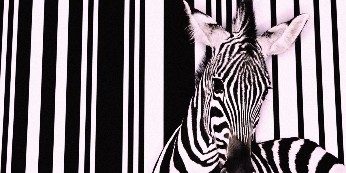 Фотосессия в стиле Зебра