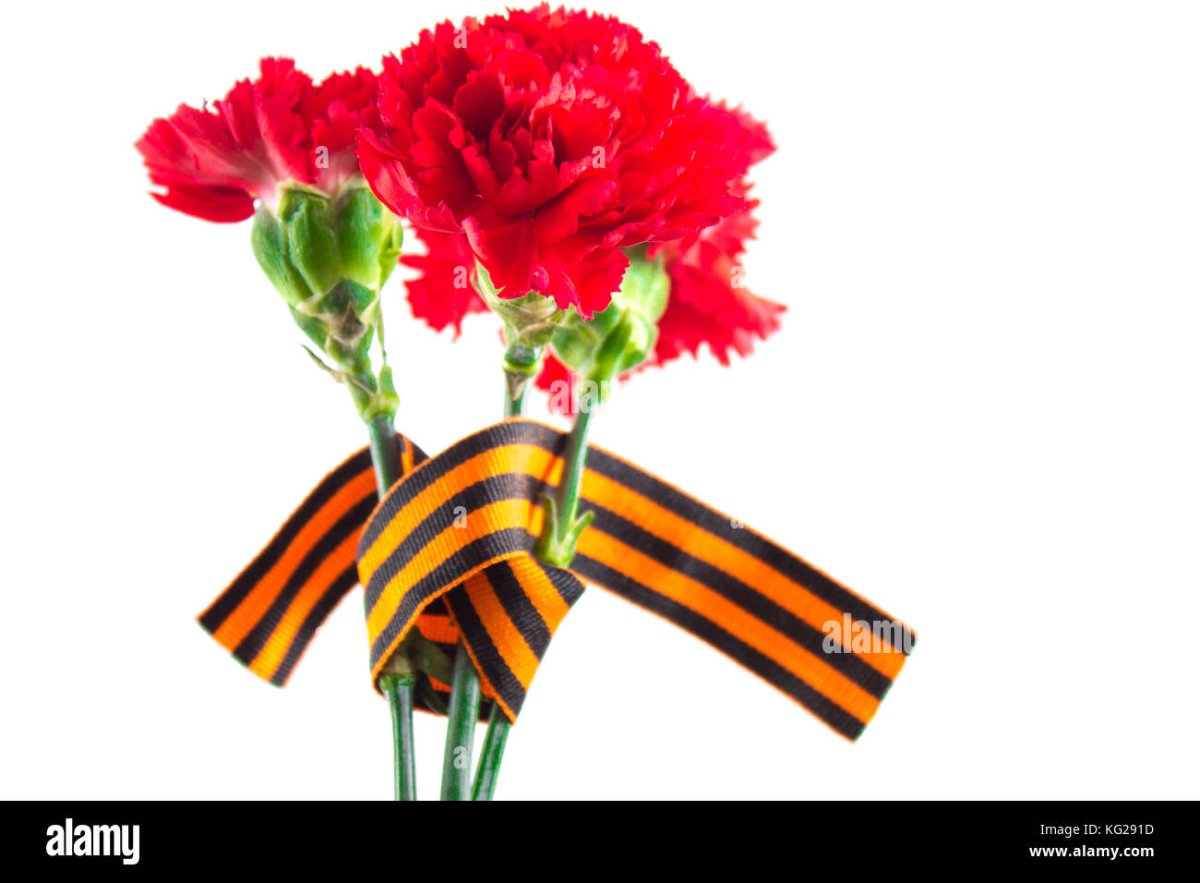 Гвоздики перевязанные георгиевской лентой