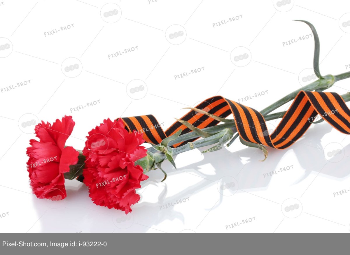 Гвоздики с георгиевской лентой