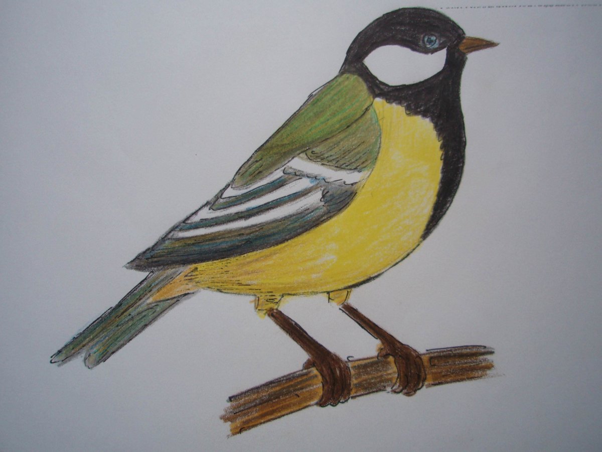 Синичка для дошкольников